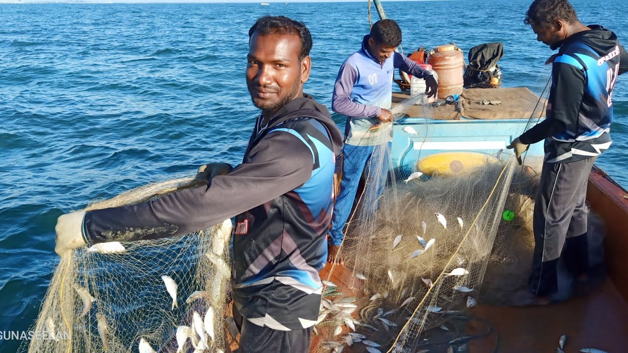 மத்திமீன் பிடிக்கும் வலை மற்றும் நேரடிக்காட்சி /sardine fishing in sea
