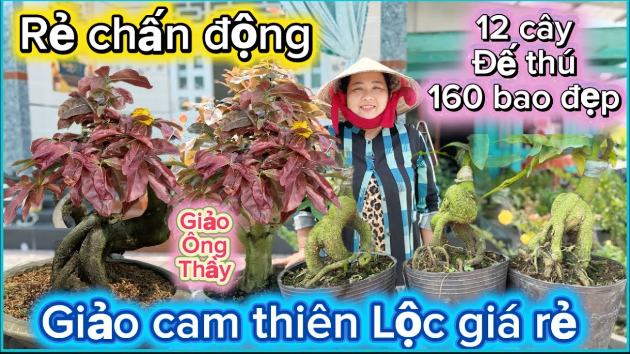 ❌❌HẾT HÀNG❌❌ 18-3-2026☎️0333492576📲mai giống giá rẻ cam thiên Lộc-giảo ông thầy-cúc lá rí báo mã số 