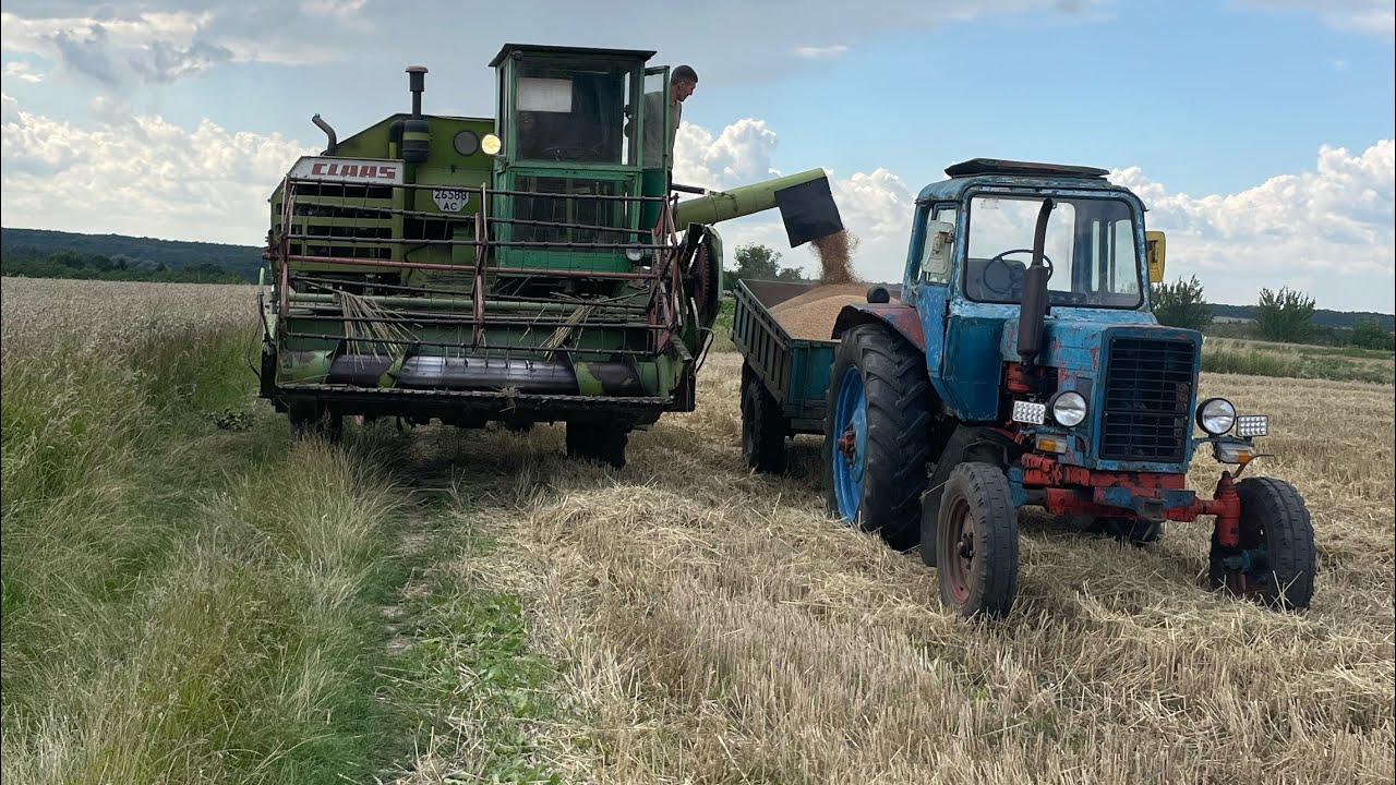 Жнива пшениці 2025 / CLAAS Consul 