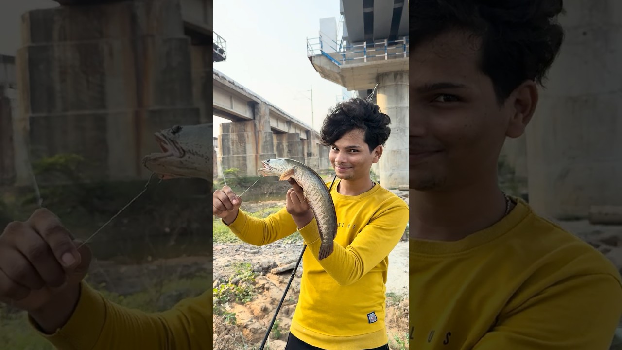 using live bite to catch big snake head fish | fish release | fish related tip. #fishing #vlog ￼