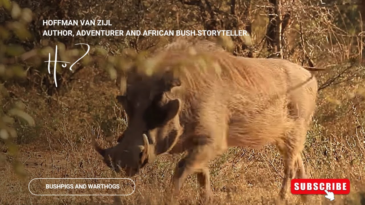 Angola Safari 2, E13: Bushpigs and Warthogs (Hoffman van Zijl Wilderness Wanderer)