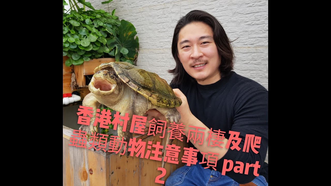 《香港爬道》 香港村屋飼養兩棲及爬蟲類動物注意事項!part2(盾臂陸龜&平背鱷魚龜)