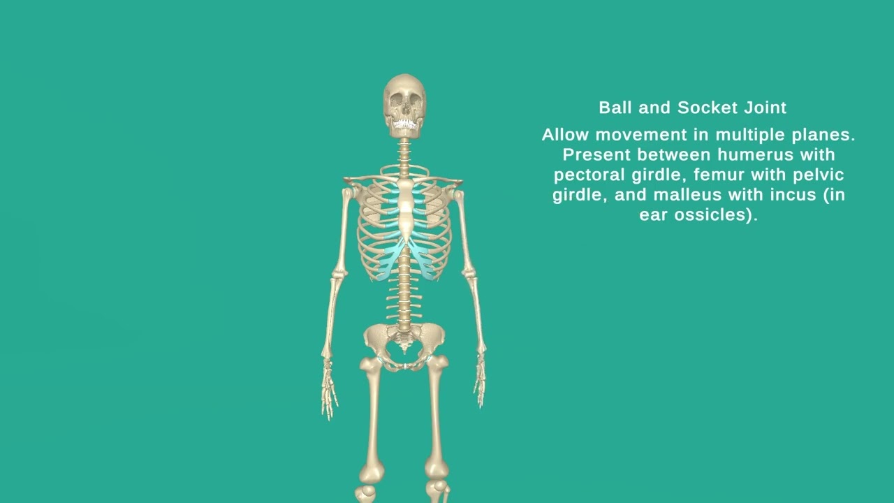 To Study Different Types of Joints in the Human Skeleton