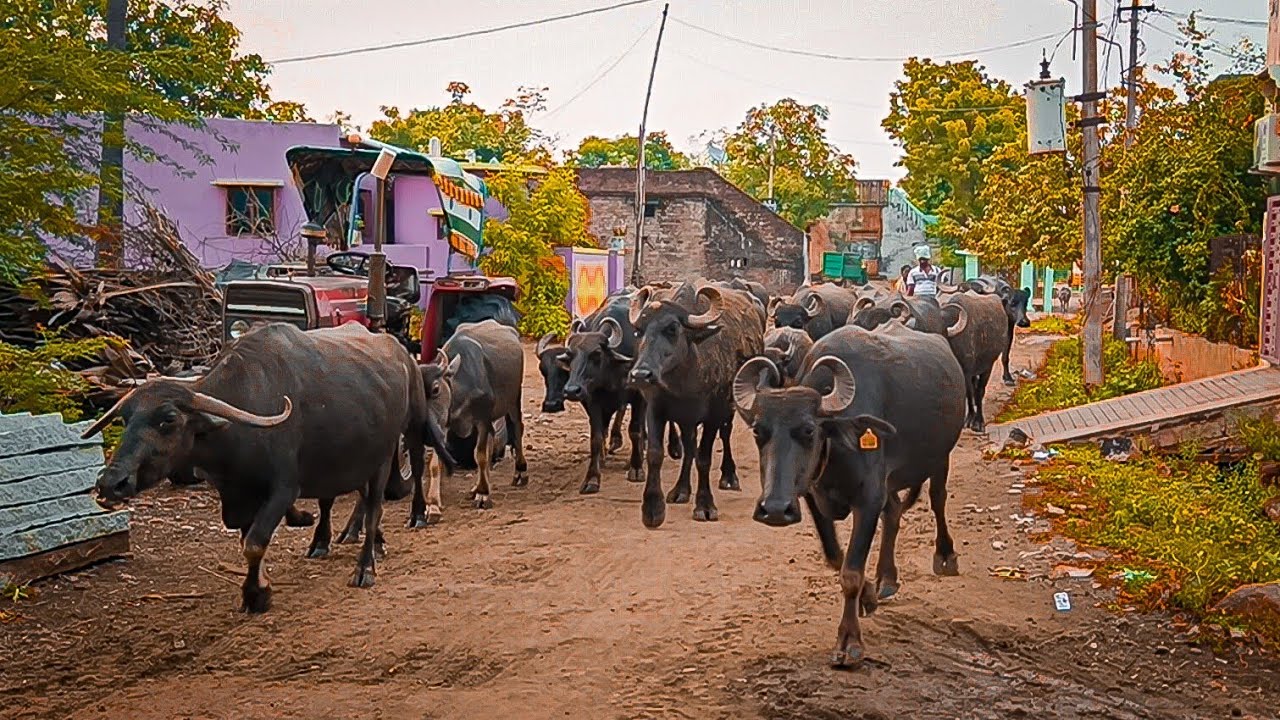 Buffalo Video day-16 evening iam Locked My Home All Buffalos||Shobhamma||