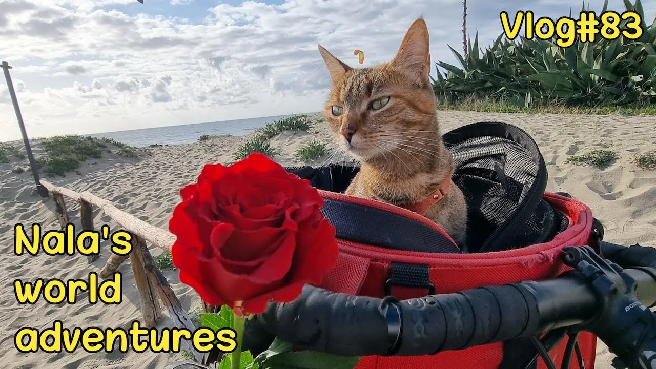 NALA arriving in ROME😻🇮🇹  VLOG#83