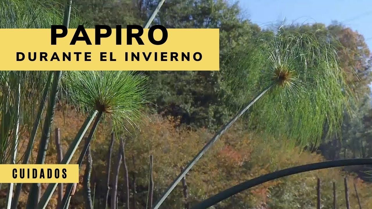 Cuidados del papiro durante el invierno - Decogarden - Jardinatis