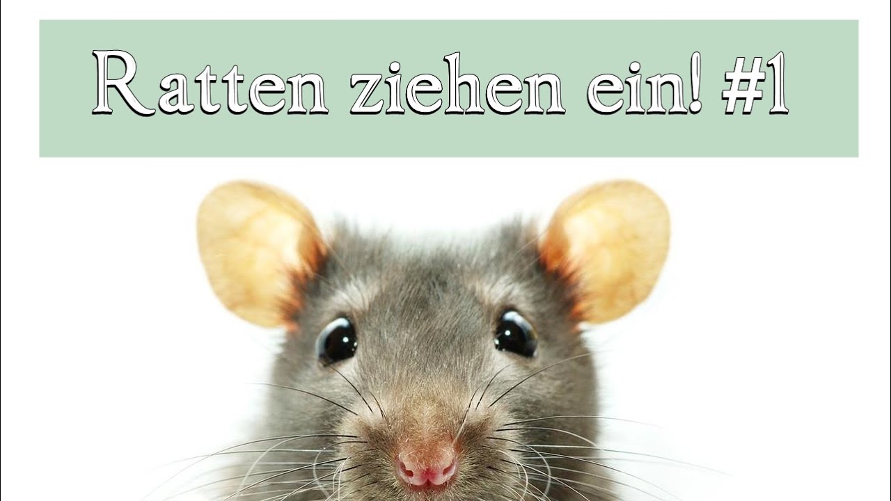 Die Ratten ziehen ein! #1
