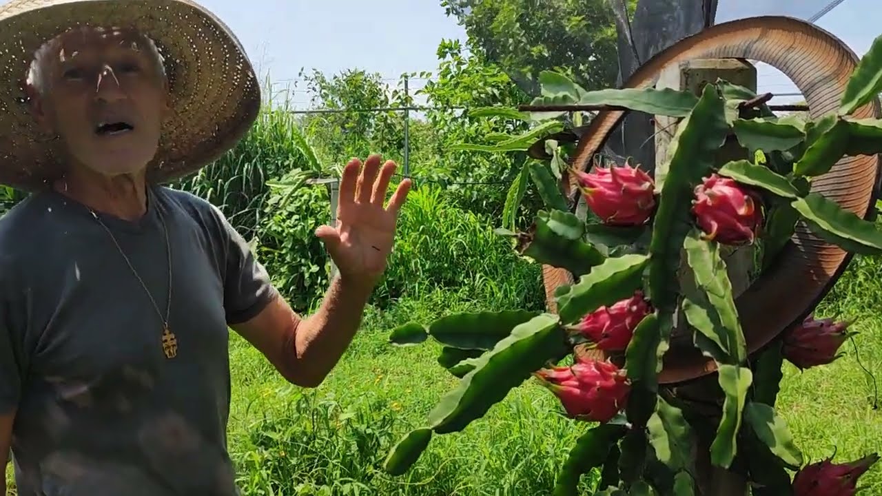 FLORIDA SWEET Una pitahaya muy bonita y deliciosa...