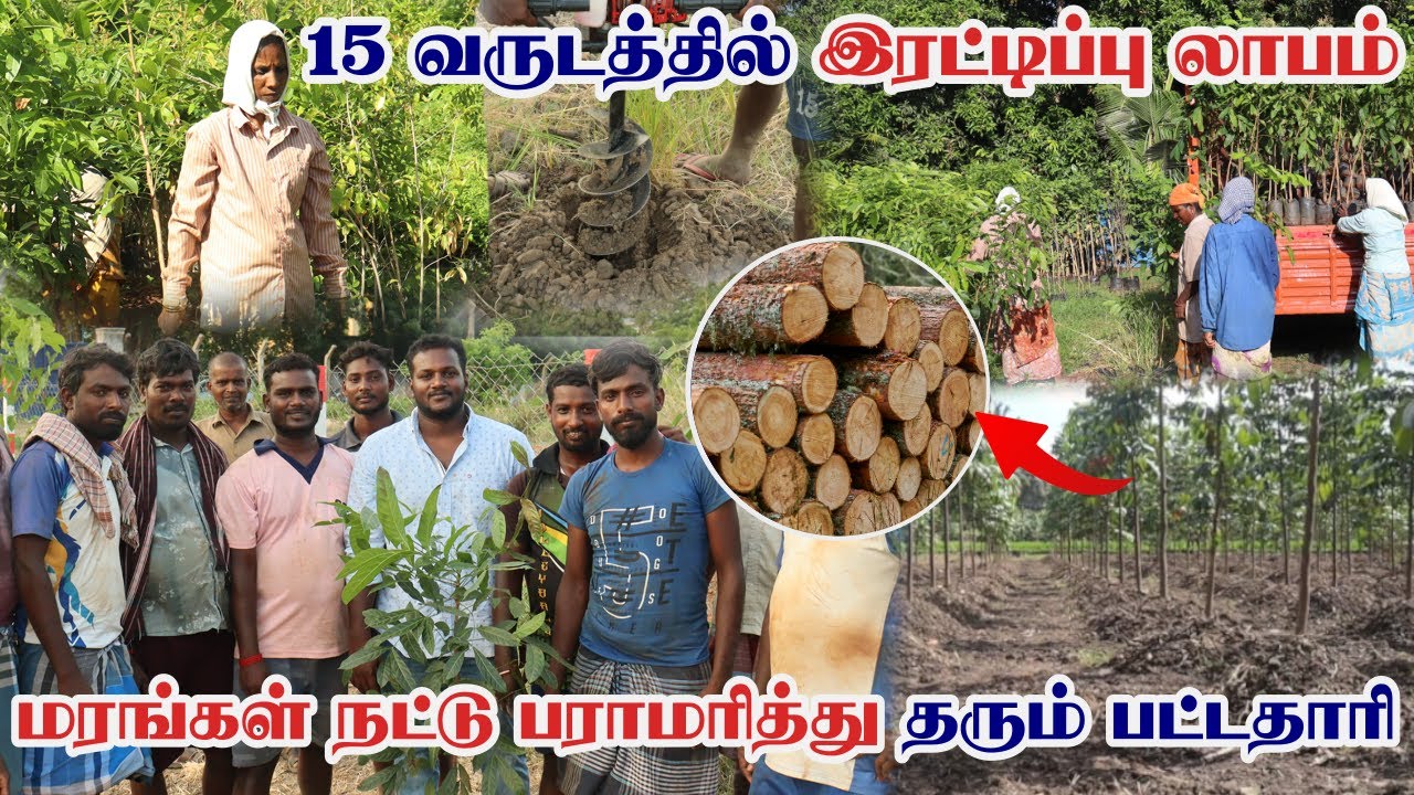 15 வருடத்தில் இரட்டிப்பு லாபம் தரும் மரங்கள் | Khaya Mahogany Available |Teak Wood Plantation