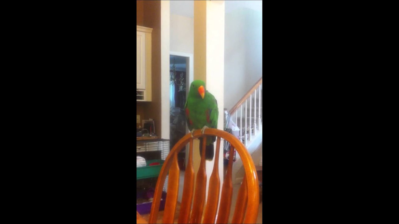 Finnie the Eclectus Sings
