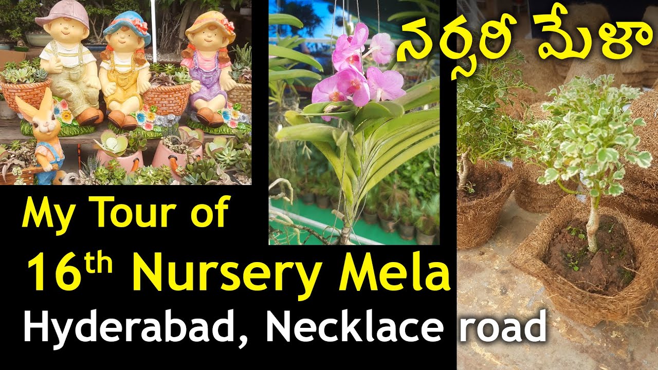నర్సరీ మేళా My tour of Grand Nursery Mela 2024 Hyderabad... best place for all gardening items