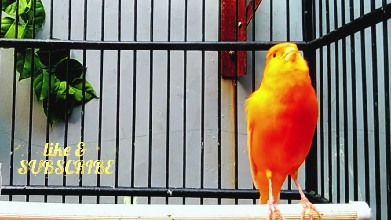 Singing Canary For Training || Canaries Song || canary Training || canaris || canary sings Birds ||