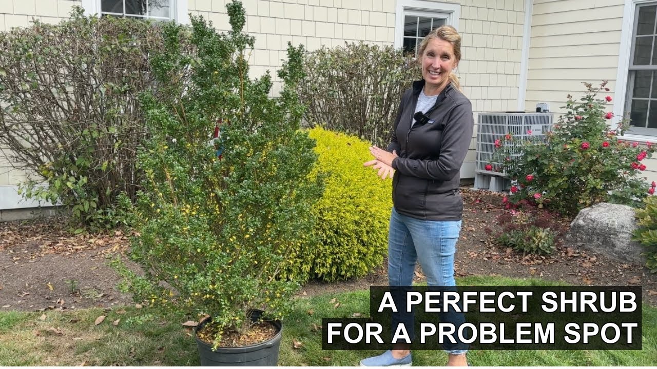 Perfect Screening Shrub For A Problem Corner