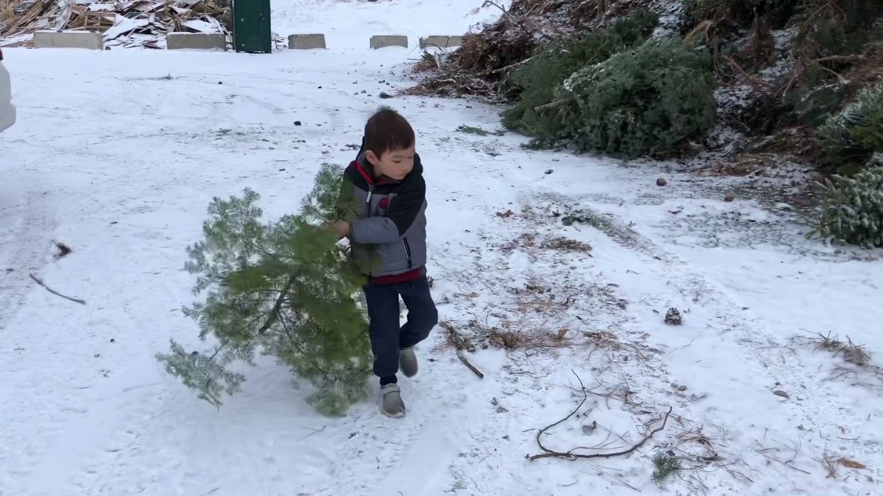 Going to the Christmas Tree Dump
