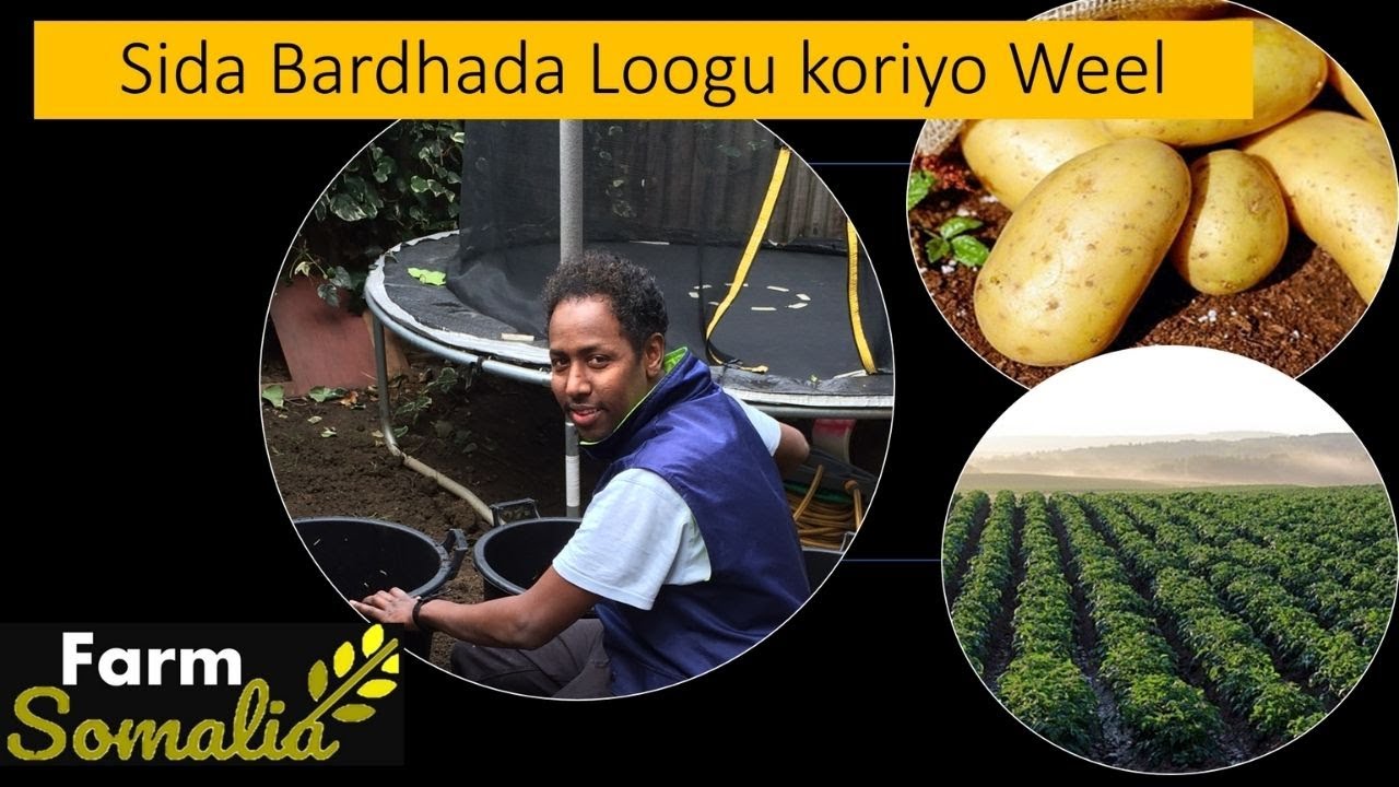 Sida Baradhada Loogu Koriyo Weel