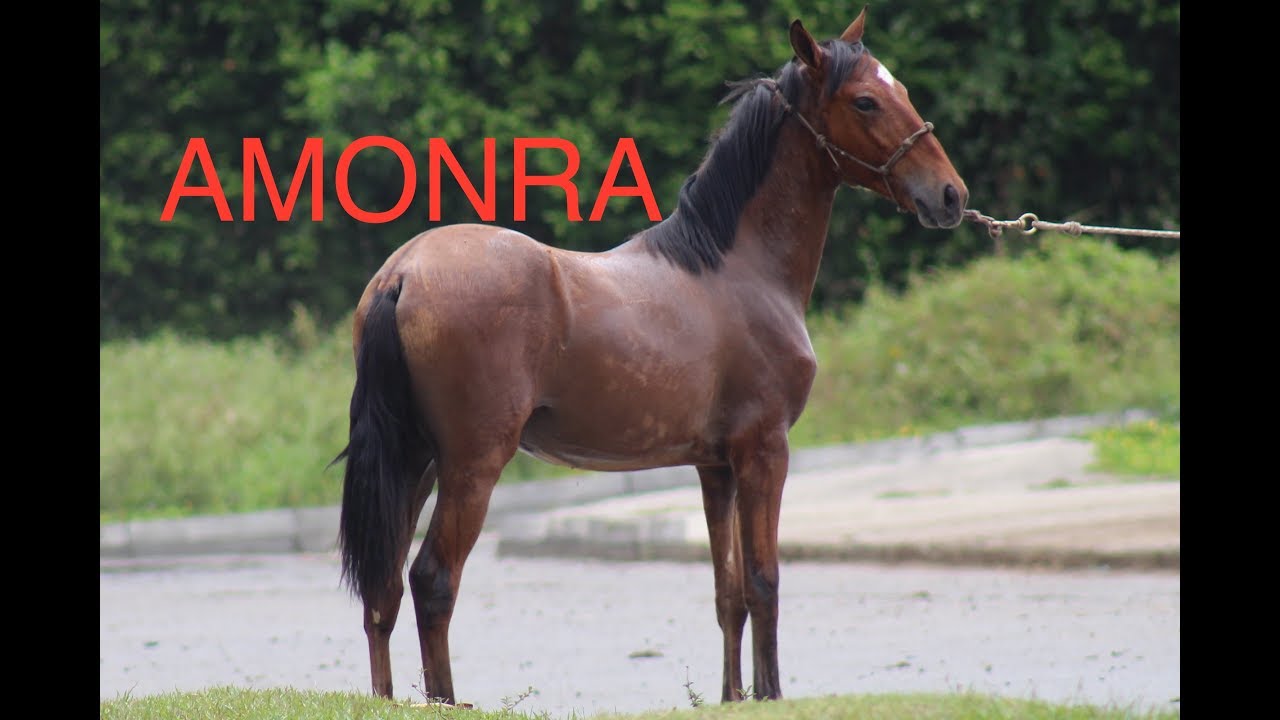 AmonRa (Diosa Coronada De Villa Paula X Hermano Sol De Villa Milena)