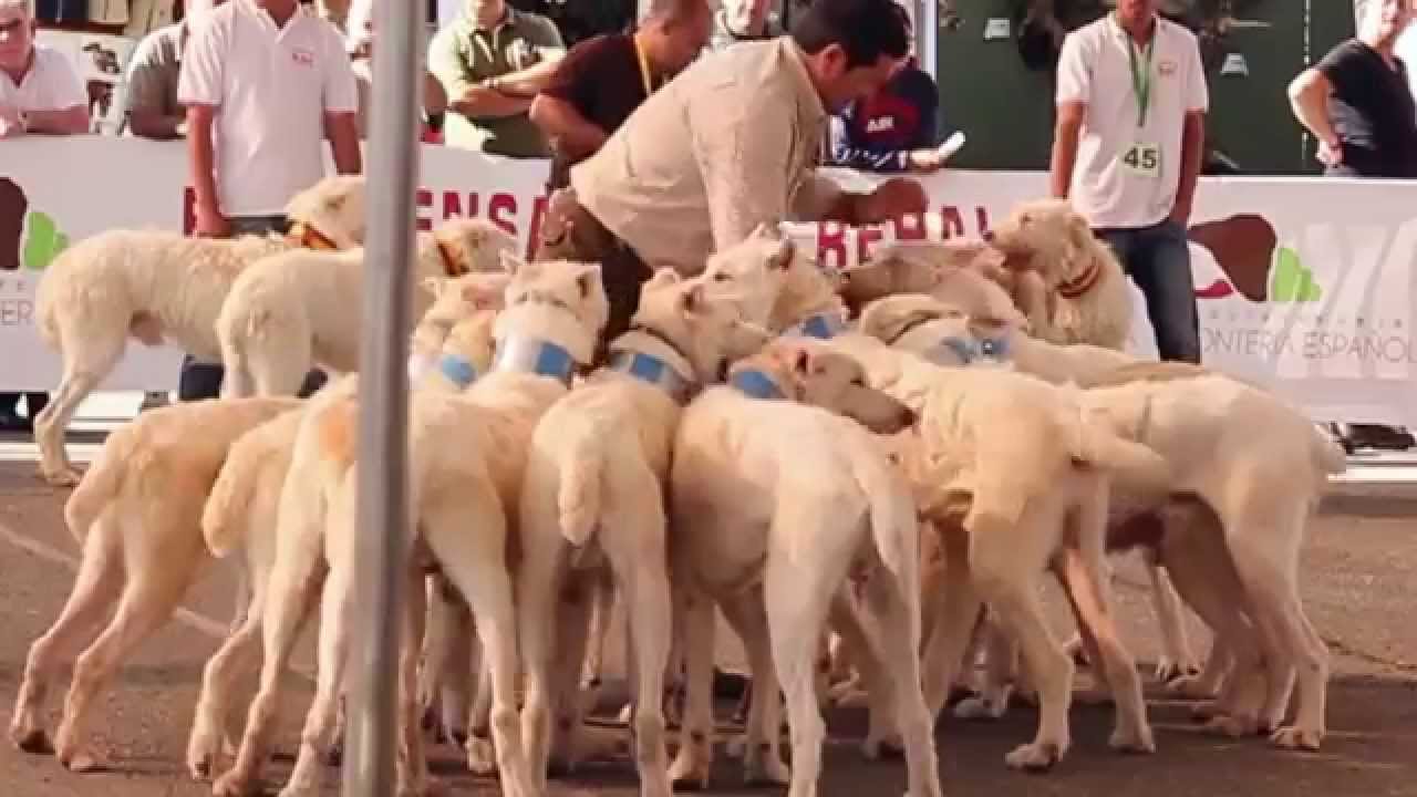 Perros Valdueza, homenaje al Marqués Valdueza. Berrocaza'14
