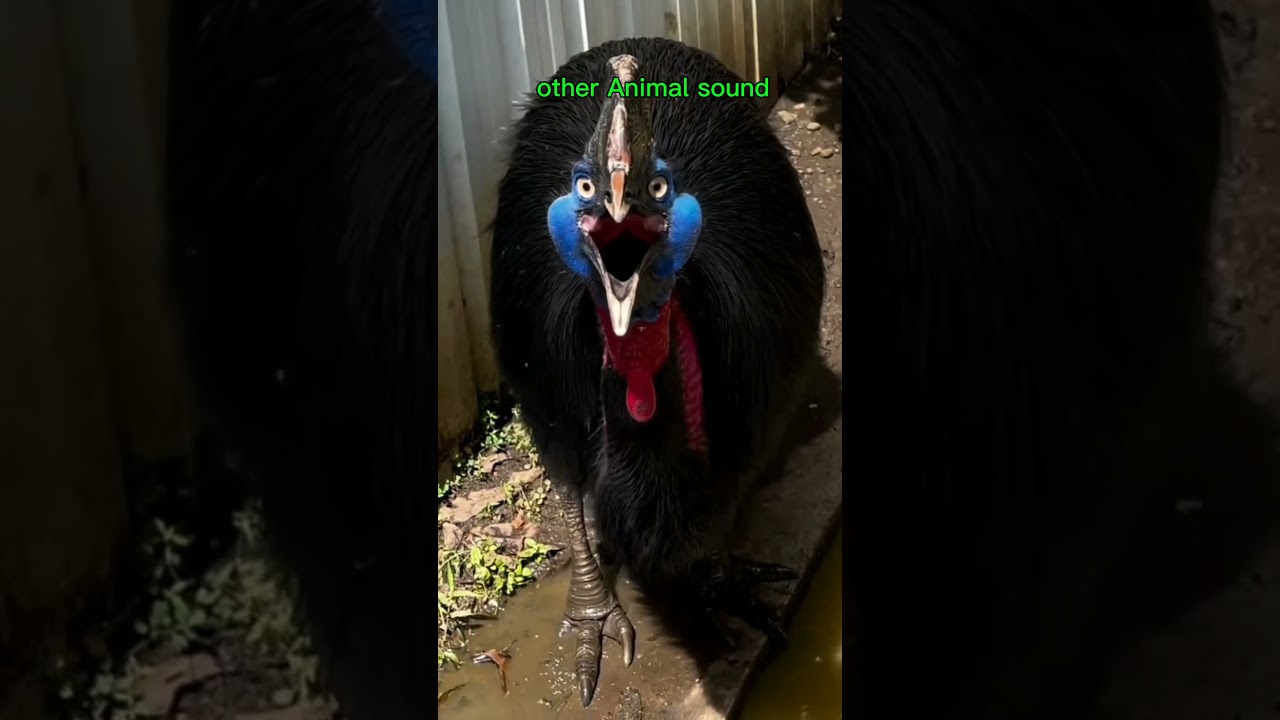 This bird can mimic animal sounds! 😮