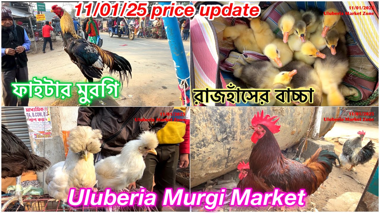Uluberia Murgi Market,Uluberia Pet Market 11/01/25 price update today