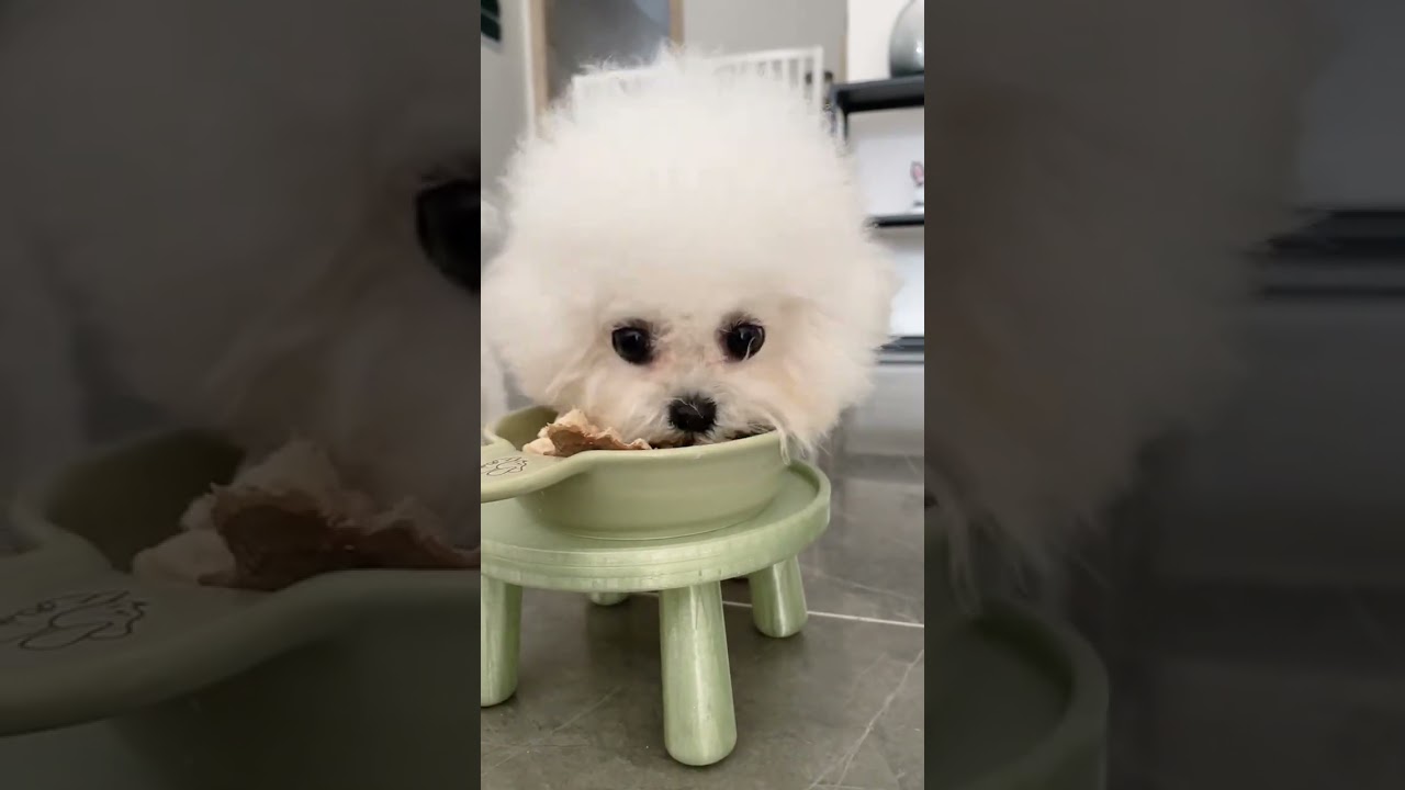 Experience the healing morning of raising 5 little Bichon Frises in 4 minutes