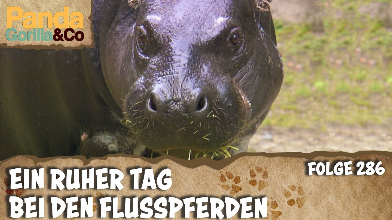 Wellnesstag für die Dromedare und Ruhetag für die Flusspferde | Panda, Gorilla & Co.