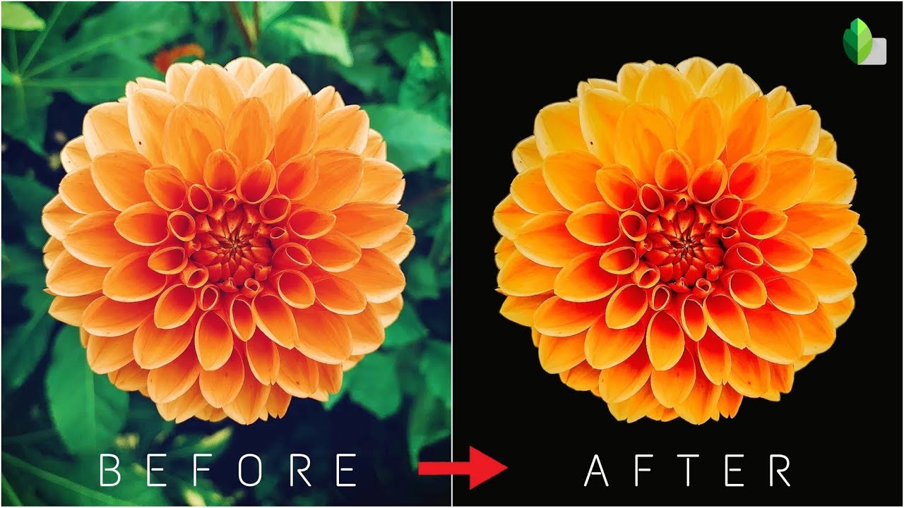 Snapseed black background | flower editing in snapseed | simple snapseed Tutorial