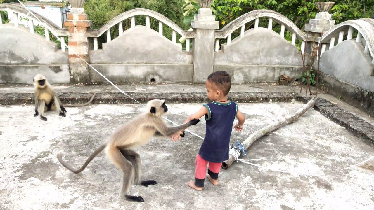 Baby langoors playing with children and create very funny moments.