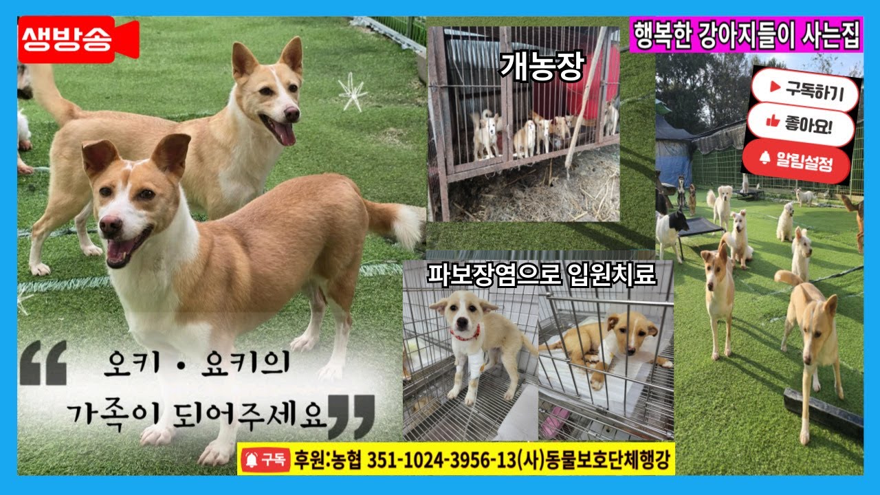오키.요키 가족으로 안아주실분 찾아요 #이천개농장 #오키#요키 #입양홍보 #행강유기동물입양센터