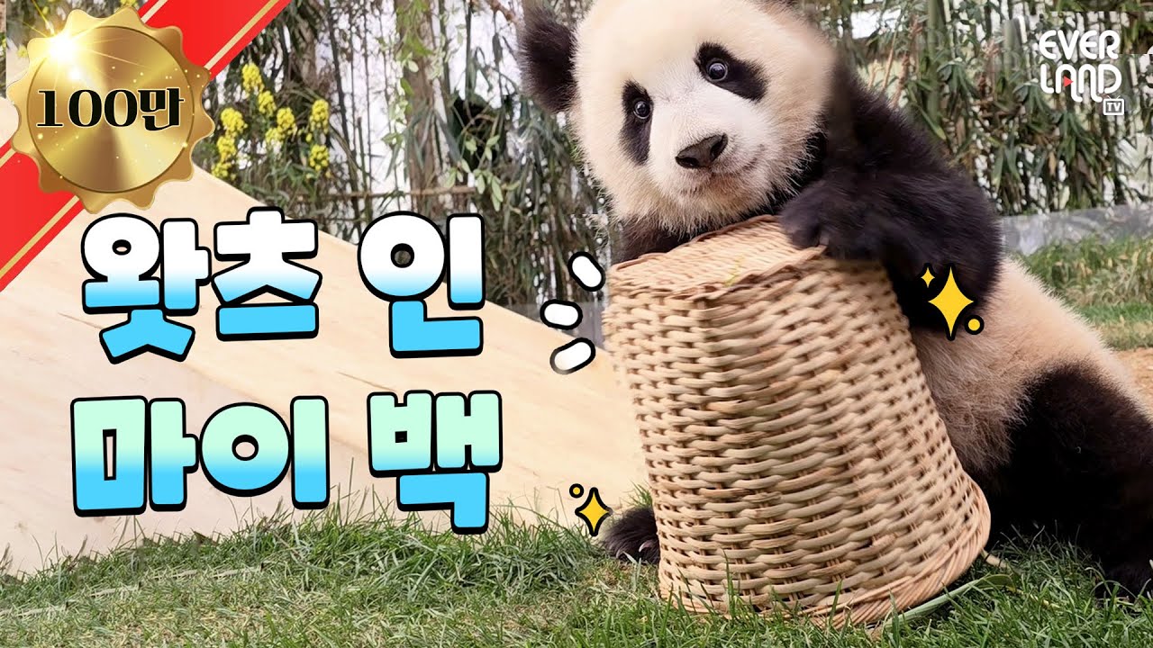 [ENG]바구니를 대하는 그녀들의 온도 차🌡️ 루이&후이🐼🐼｜#판다와쏭 #153 #아이러푸루후