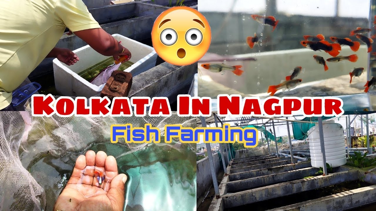 Kolkata like Fish Farming in Nagpur | First Time in Nagpur | Asim Fish Fantasy | Give away
