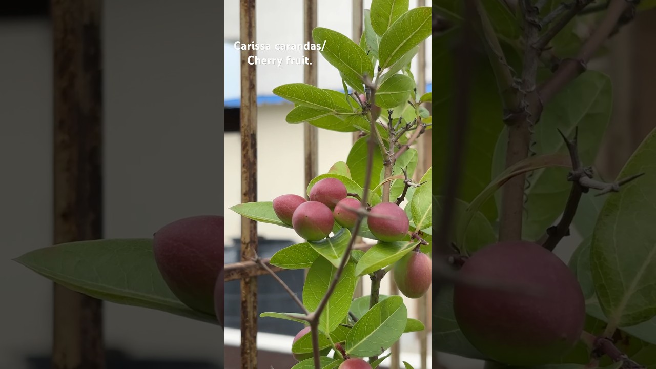 Carissa carandas/cherry fruit. #gardening #homegarden #Carissa carandas #shorts #greenlove