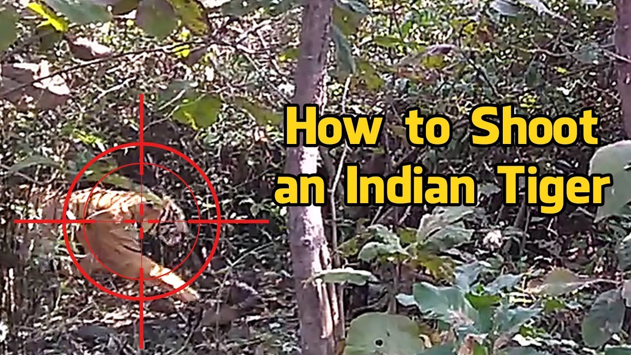 How to shoot an Indian Tiger?