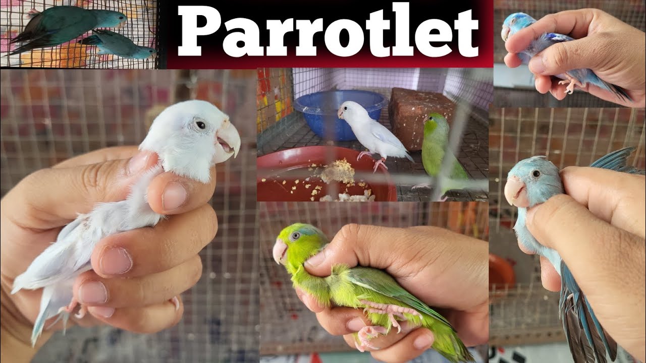 Parrotlets Parrot Bird Price & All About Details #parrotlets
