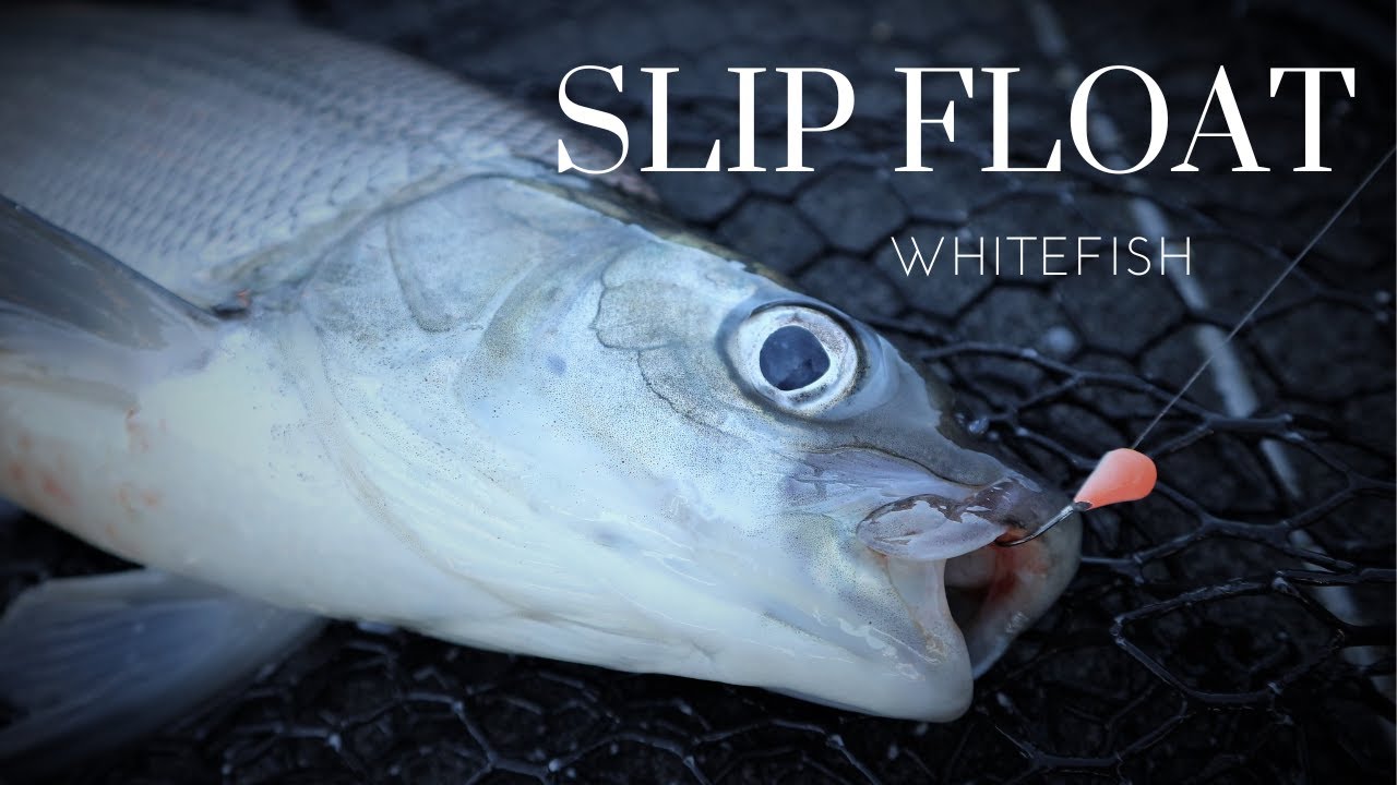Slip Float / Long Rod Tactic for Whitefish Fishing
