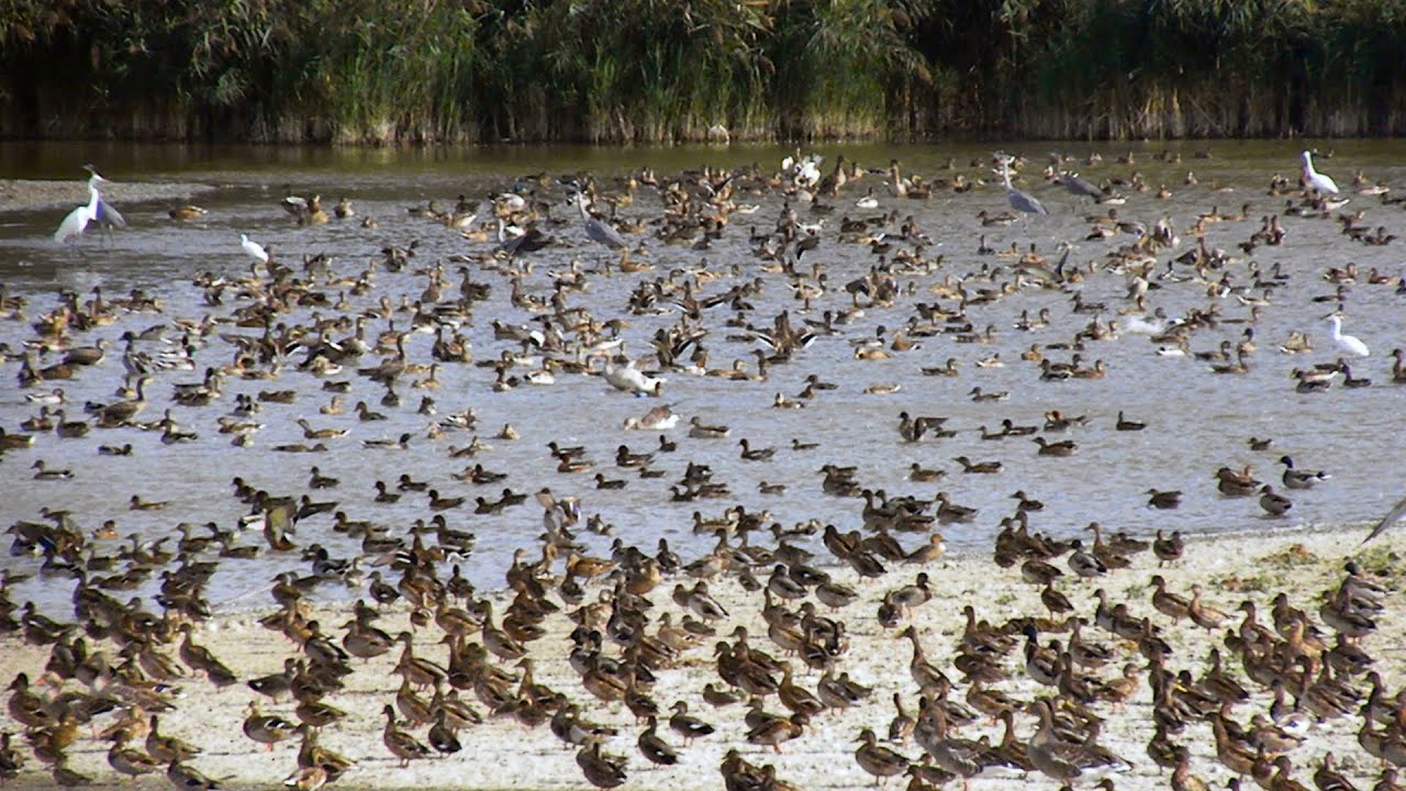 Isola della Cona in settembre (Foce dell'Isonzo)