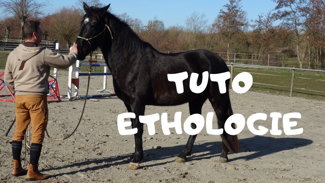 PREMIER EXERCICE FACILE EN EQUITATION ETHOLOGIQUE