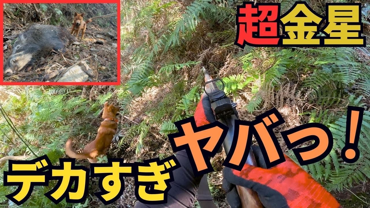 【超金星】生後8ヶ月の猟犬見習いブッチャーが、デカイノシシを吠え止めから捕獲！【一銃一狗の単独狩猟】