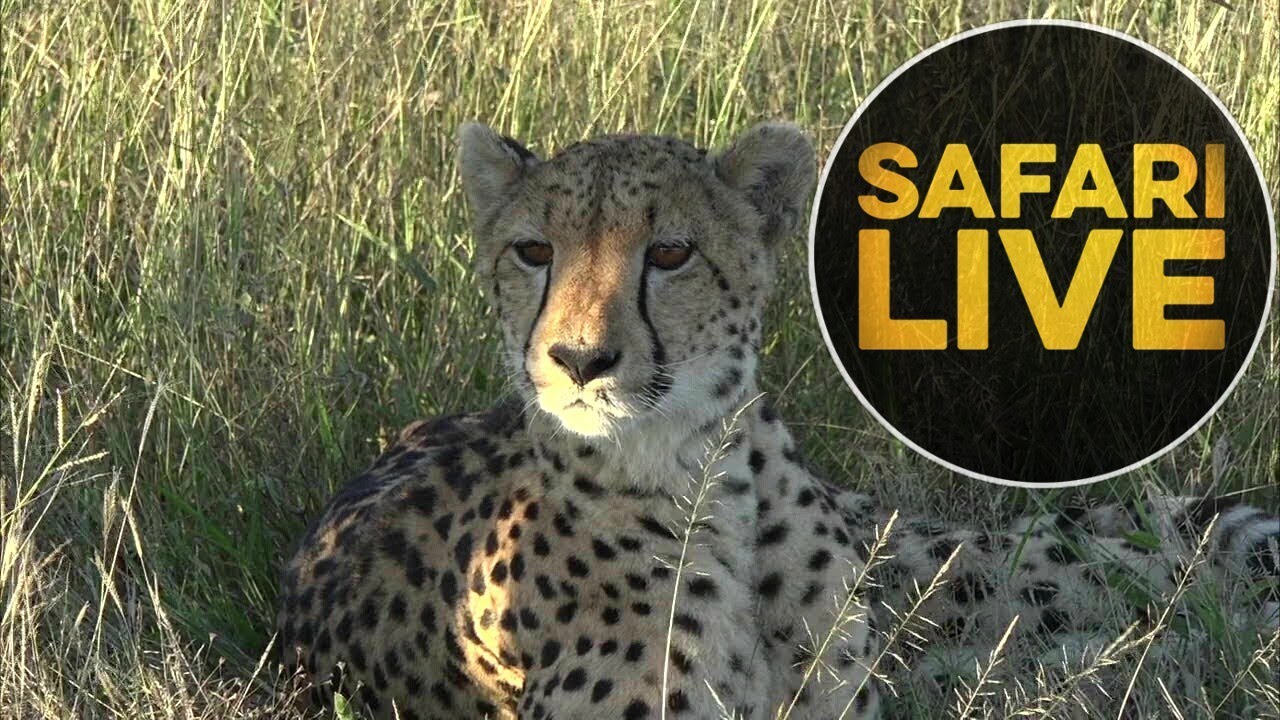 safariLIVE - Sunset Safari - May 21, 2018