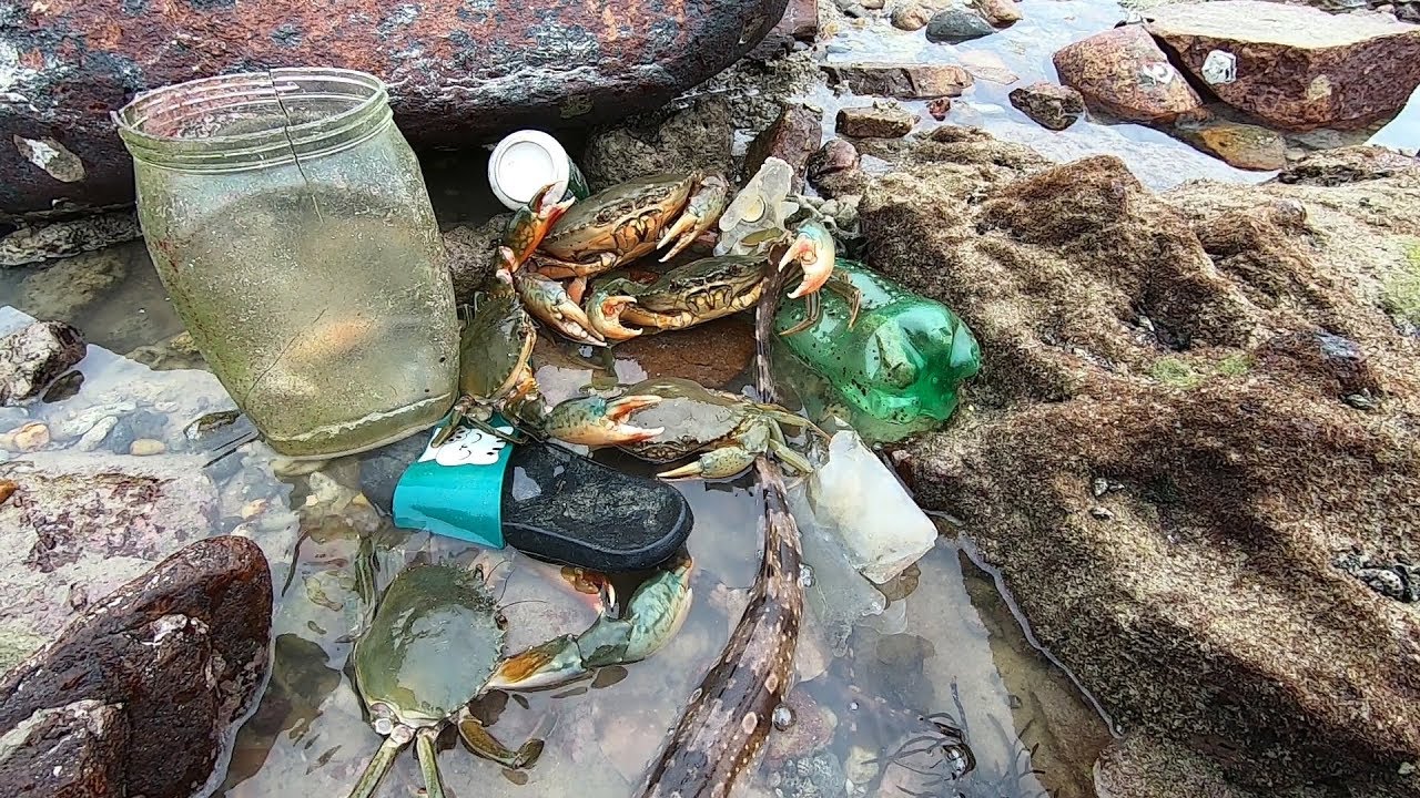 赶海发现垃圾堆里藏大货，螃蟹鲨鱼多到堆成山，一个桶都装不下