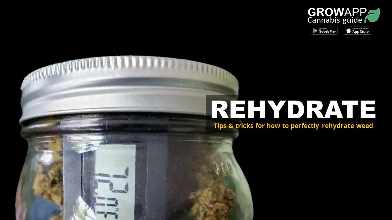 Rehydrate | Tips and tricks for how to perfectly rehydrate weed
