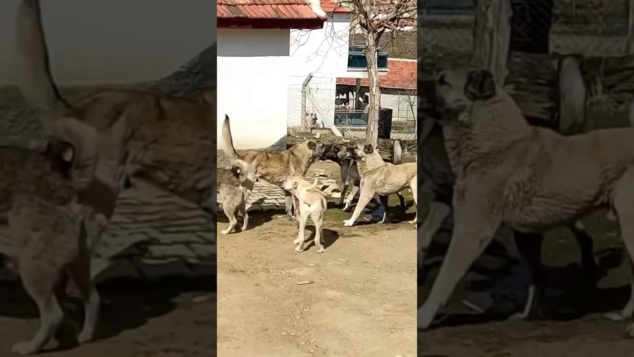 MIXED BREED DOGS & KANGAL DOGS BARK'S 🔥 #kangal #wolfcales #animals #kangaldogs