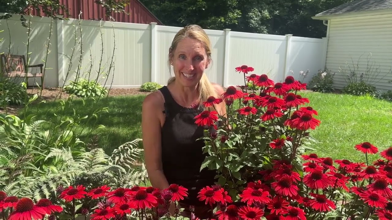 It's Coneflower Season! | Echinacea Varieties Blooming in Zone 6A