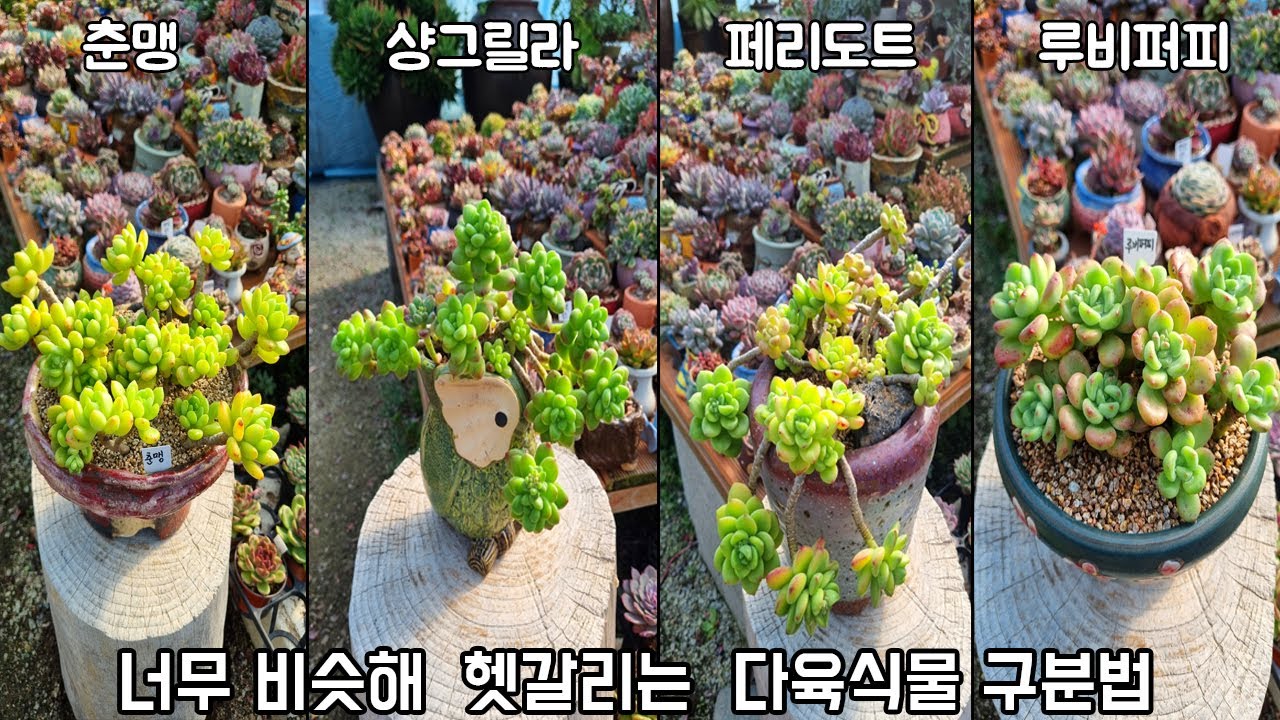 의외로 많이 헷갈려하는 다육식물 구분법(춘맹,페리도트,샹그릴라,루비퍼피)