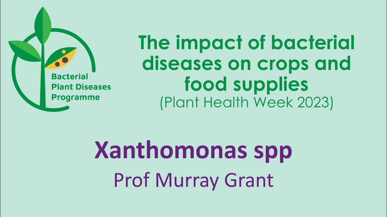 Xanthomonas spp and diseases of bananas, brassicas, strawberries and maize