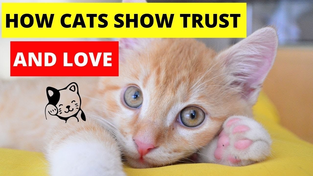 how cats show they trust you and love you