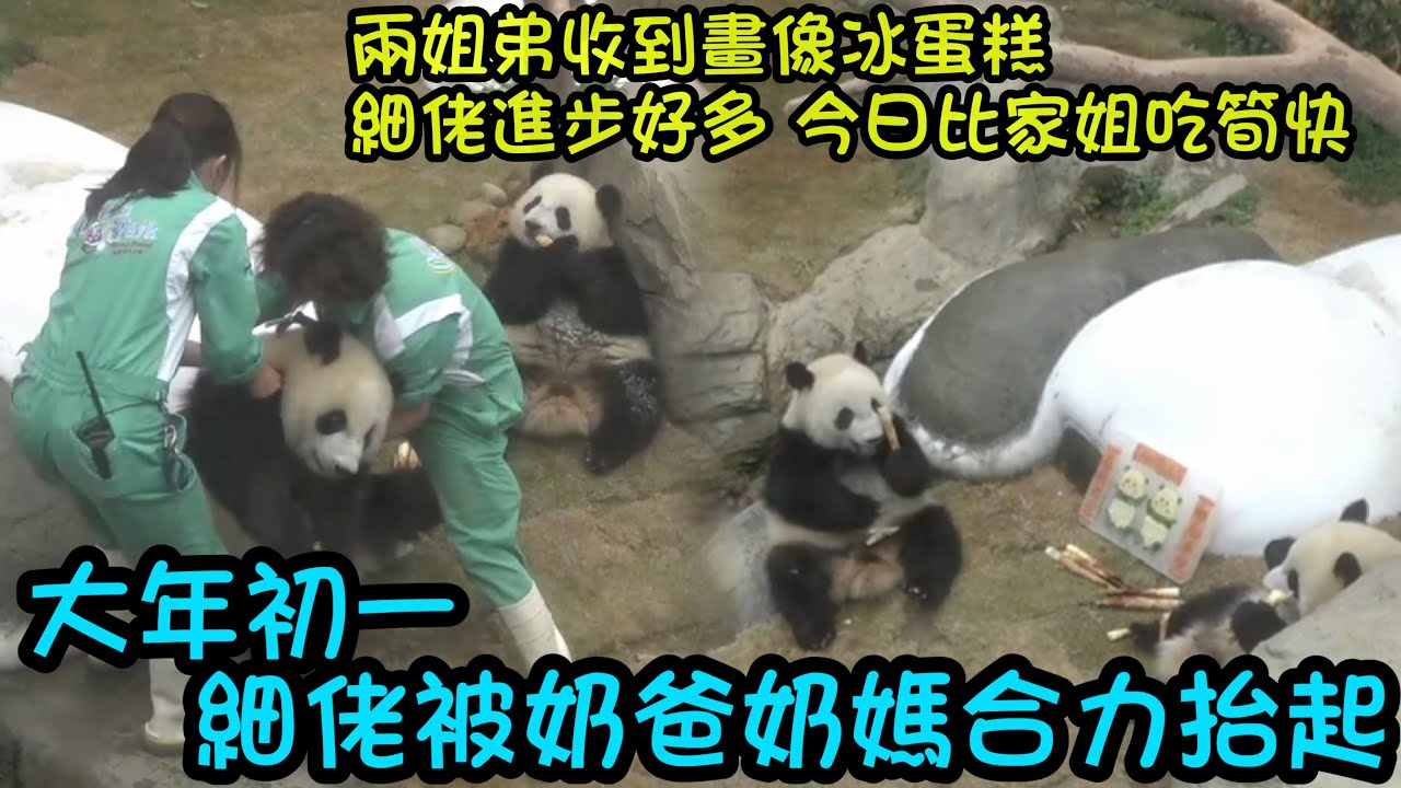 2月17日  大年初一細佬進步神速，吃筍比家姐吃的快了，收到了新春冰蛋糕#大熊貓家姐細佬 #大熊貓加加得得 #香港大熊貓