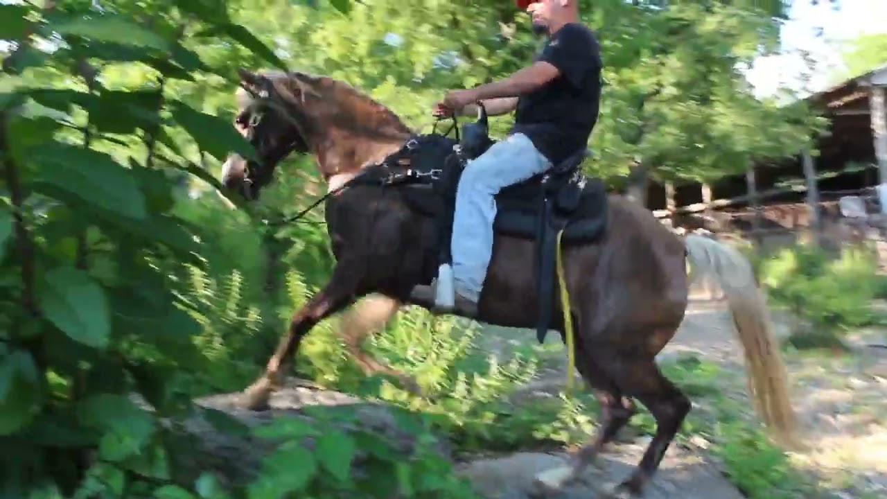 Mocha Silver Dapple Trail Gelding for sale at McNatt Farms