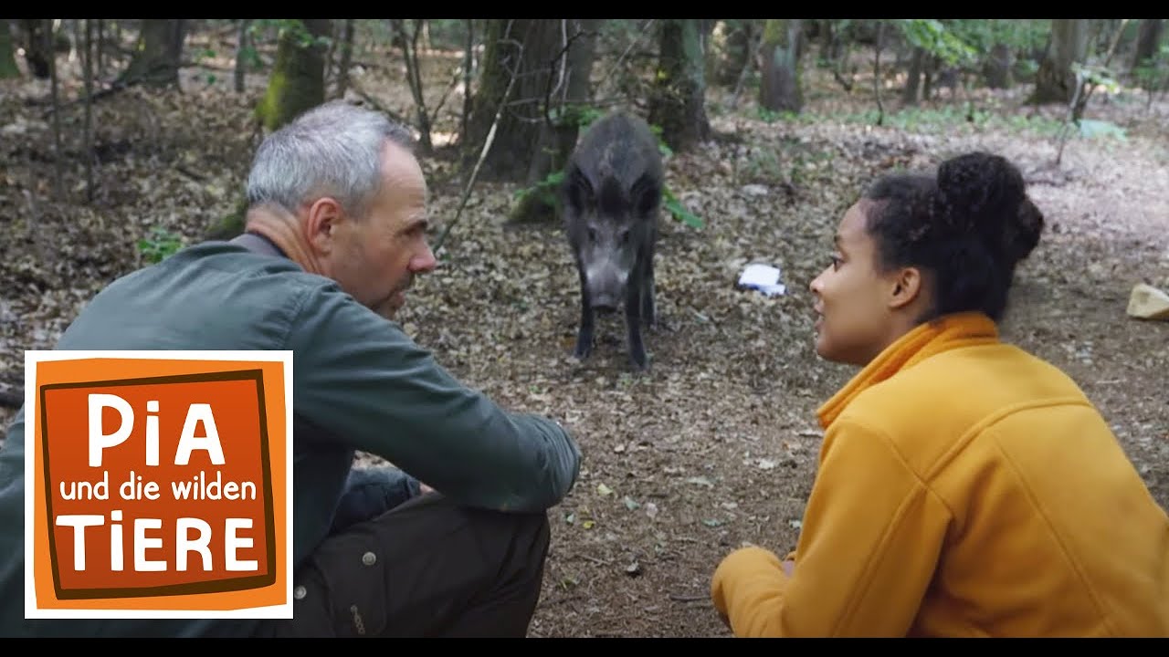 Wie malt das Wildschwein? | Reportage f&uuml;r Kinder | Pia und die wilden Tiere