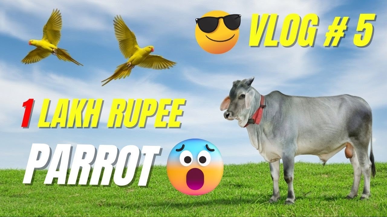 1 Lakh Rupee Parrot 😱 | Bull & Parrot in Village (Vlog #5) yellow ringneck parrot 🦜