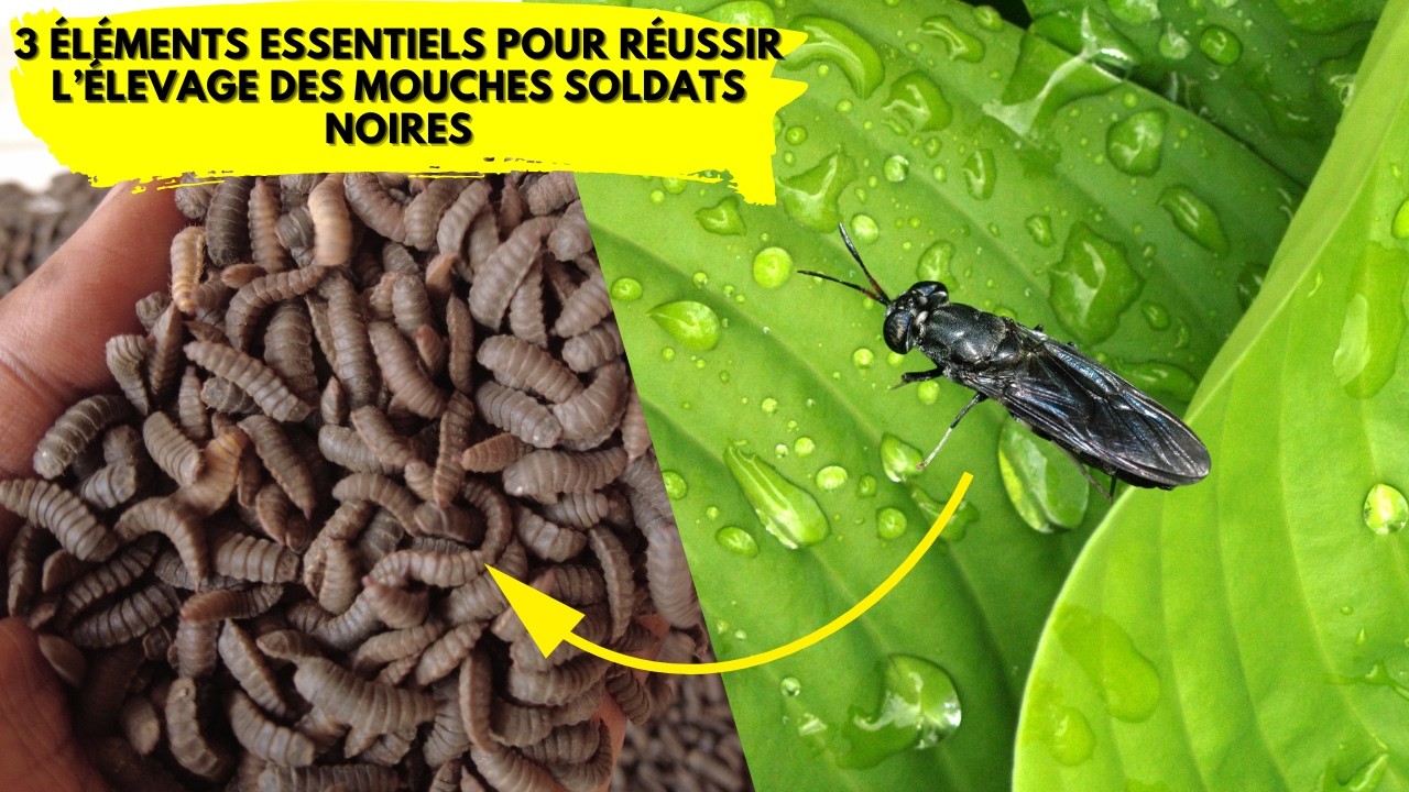 3 Secrets ESSENTIELS pour Réussir l’Élevage des Mouches Soldats Noires